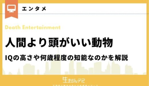 人間より頭がいい動物9選！IQの高さや何歳程度の知能なのかを解説
