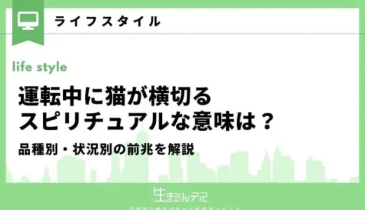 運転中に猫が横切るスピリチュアルな意味は？品種別・状況別の前兆を解説